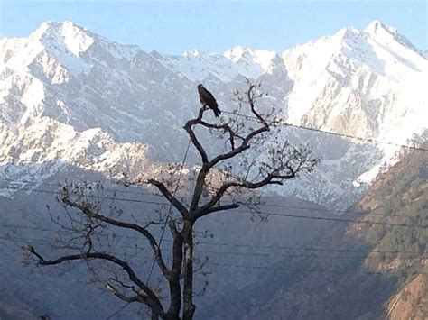 11 Places to visit in Palampur India 2024 | Best Tourist places