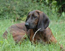 Hanover Hound Info, Temperament, Puppies, Pictures