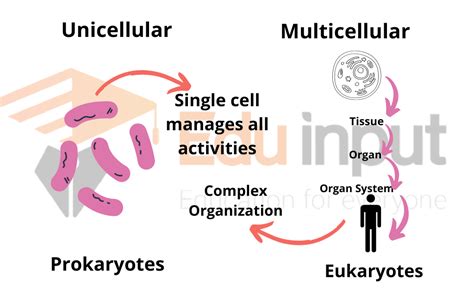 Multicellular Cells