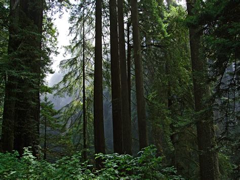 Redwoods along US 101: Del Norte Coast Redwoods State Park, California