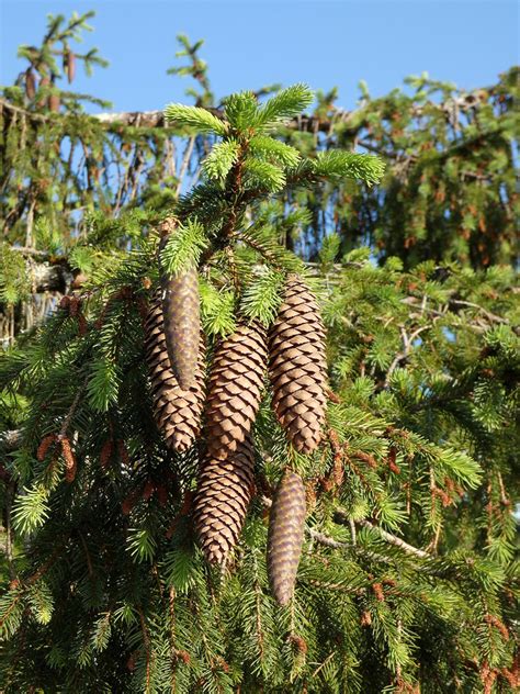 Cône de Picea abies | Cônes femelle d'épicéa commun (Picea a… | Flickr