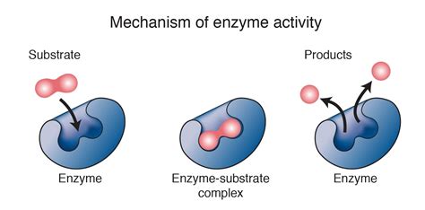 Enzyme Overview | Enzymes activity, Enzymes, Chemical reactions