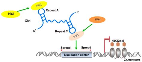 Understanding the Functions of Long Non-Coding RNAs through Their Higher-Order Structures ...