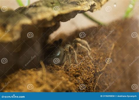 Mexican Red Knee Tarantula Juvenile Size Spider Stock Photo - Image of process, hair: 319699858