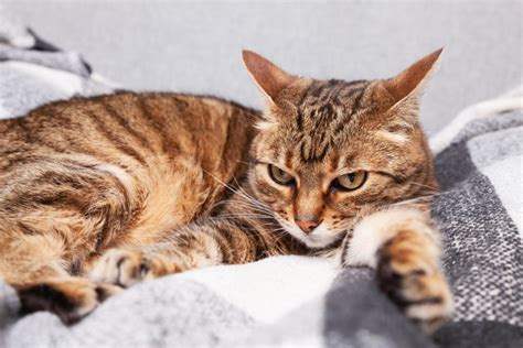 Pancreatic Cancer in Cats: Symptoms, Diagnosis, and Treatment