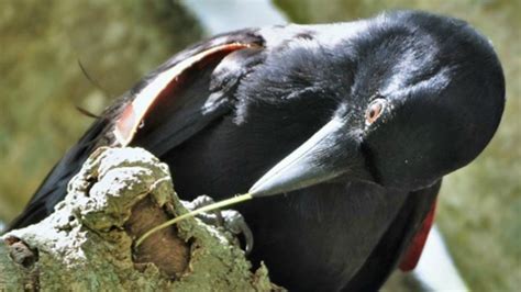 Endangered Hawaiian crow shows a knack for tool use | Latest News & Updates at Daily News & Analysis