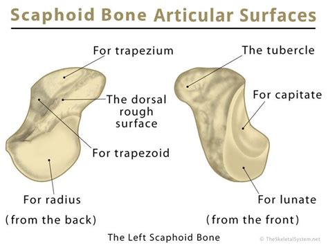 Scaphoid Bone Definition, Location, Anatomy, Diagram | The Skeletal System