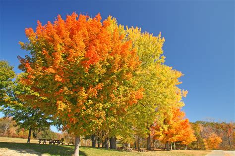 Sugar Maple | Direct Native Plants