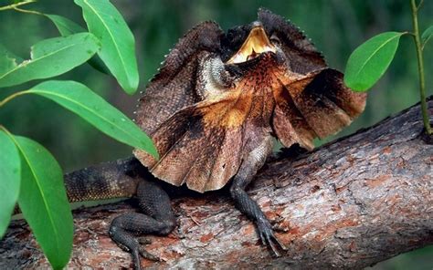 Frill Necked Lizard Diet Reptile - choosetoday