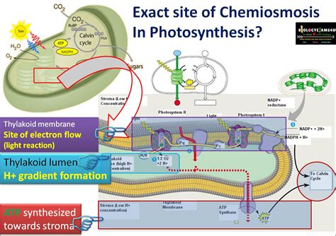 Chemiosmosis and ATP synthesis in Photosynthesis Simplified steps