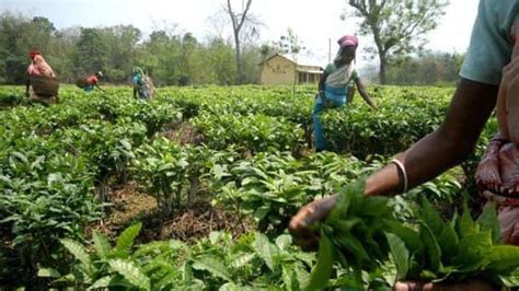 Assam govt increases daily wage of tea workers to ₹318 ahead of ...