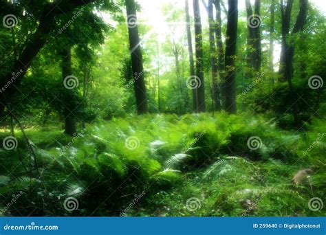 Lush Green Forest Stock Photo - Image: 259640