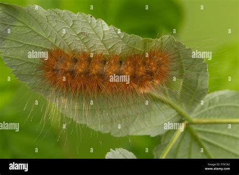 Augsburger bar Banque de photographies et d’images à haute résolution - Alamy