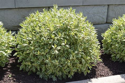 dogwood shrub | Shrubs for landscaping, Landscaping with rocks, Garden shrubs