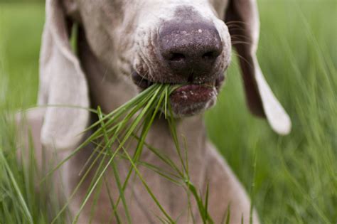 How Does Eating Grass Help Your Dog?