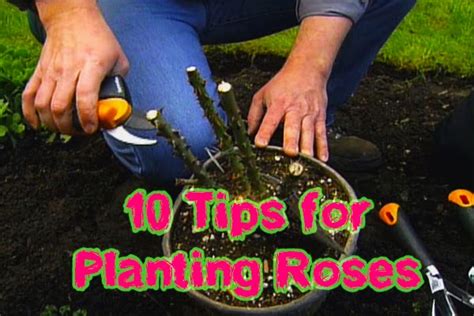 Garden and Farms: 10 Tips for Planting Roses