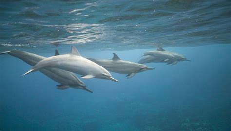 What Are the Dolphin's Body Parts? | Sciencing