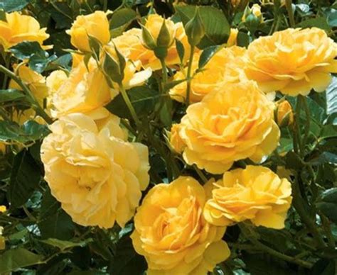 28 Yellow Rose Varieties ( With Name & Pictures) - AMERICAN GARDENER