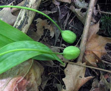 Wild Edible Plants - Trout Lily