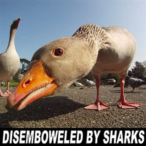 Disemboweled by Sharks