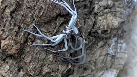 Six-eyed Sand Spider (Sicarius sp. 'Chile') Molting - YouTube