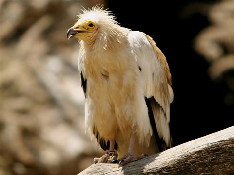 Vulture - Egyptian Vulture Information for Kids