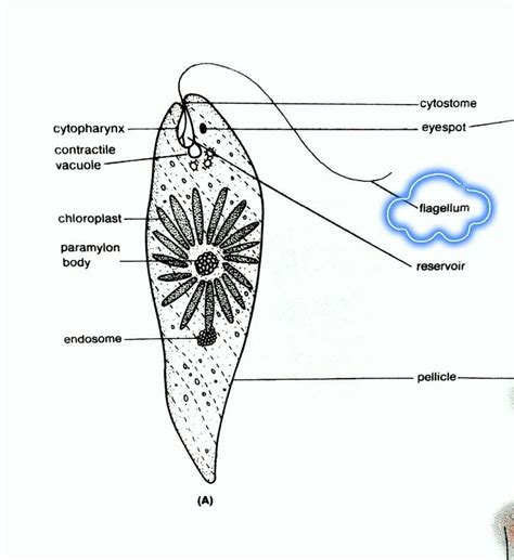 Euglena viridis. Orden dinoflagellida | protozoarios