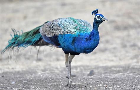 The Three Types Of Peafowl - WorldAtlas