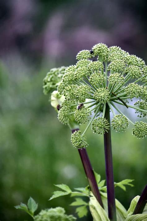 How to Grow Ajwain Plant: Soil, Propagation, Planting, and Care