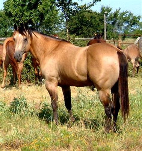 Buckskin Stallion Horses And Dogs, Wild Horses, Types Of Horses, Most ...