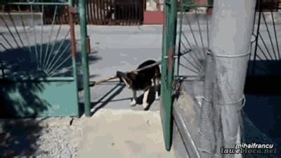 animal funny gif | WiffleGif