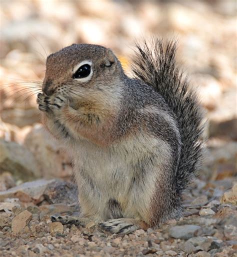 Arizona-Sonora Desert Museum: Harris's antelope squirrel | Flickr