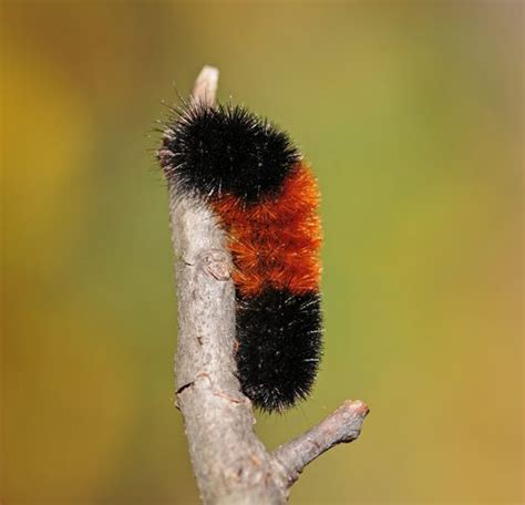 Can Woolly Bear Caterpillars Predict the Winter? - Colonial Pest Control