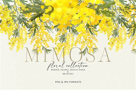 Mimosa flower collection | Decorative Illustrations ~ Creative Market