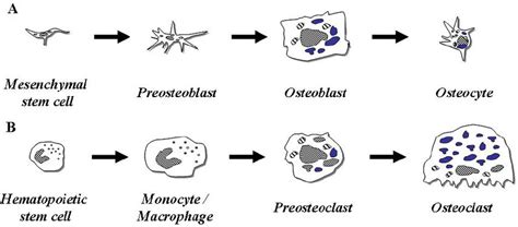 Diagram Showing Evolution Of Osteoblasts And Osteoclast