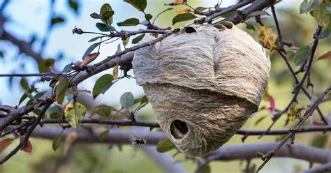 What You Should Know About Wasp Nests: The Different Types, How to ...