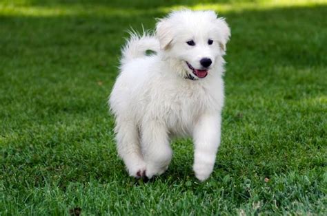 Guide to Great Pyrenees Puppies | LoveToKnow