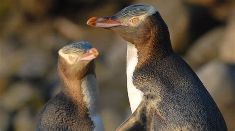 Exploring New Zealand's Underappreciated Penguins