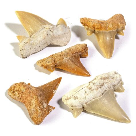 Buy KALIFANO Authentic Fossilized Prehistoric Mini Shark Teeth (5 Pack ...