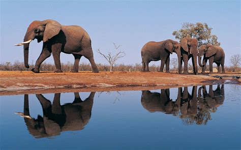 African Elephant Wallpapers - Wallpaper Cave