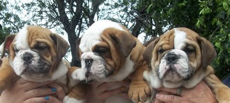 Brandts English Bulldogs: AKC English Bulldog Puppies for sale ...