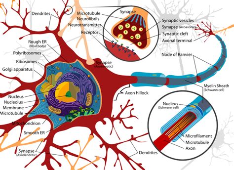 Structure of a Neuron - Owlcation