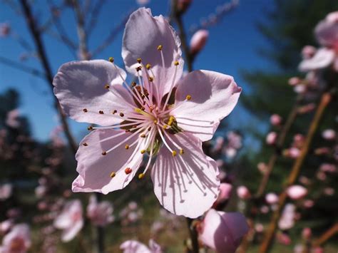 Peaches: Plant Care and Collection of Varieties - Garden.org