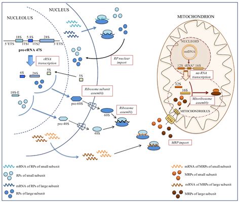 IJMS | Free Full-Text | Ribosome Biogenesis and Cancer: Overview on ...