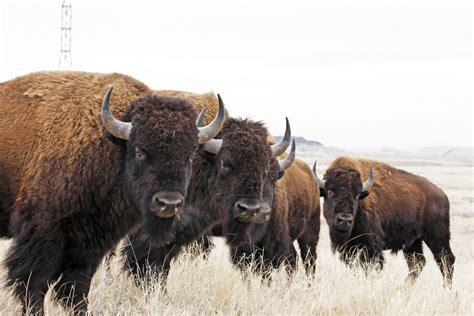 15 Facts About Our National Mammal: The American Bison | American bison ...