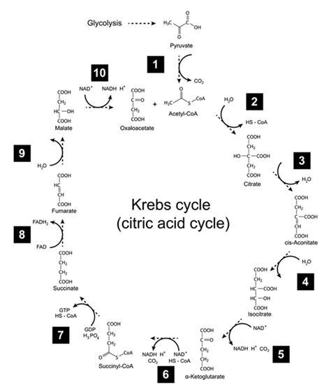 Krebs Cycle Steps For Kids