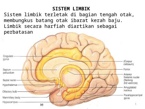 (PPTX) Anatomi Sistem Limbik - DOKUMEN.TIPS