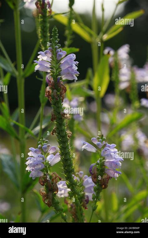 obedient plant, obedience or false dragonhead (Physostegia virginiana ...