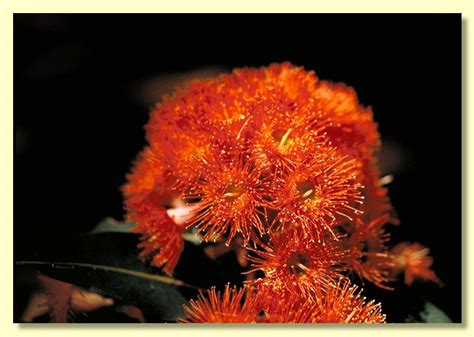 Corymbia ficifolia, Red Flowering Gum – TreesCompany