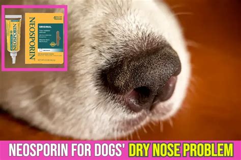 Neosporin Ointment For Dogs Dry Nose Problem? Safe or Risky?